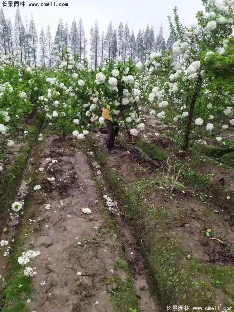 中(zhōng)華木(mù)繡球基地實拍圖片