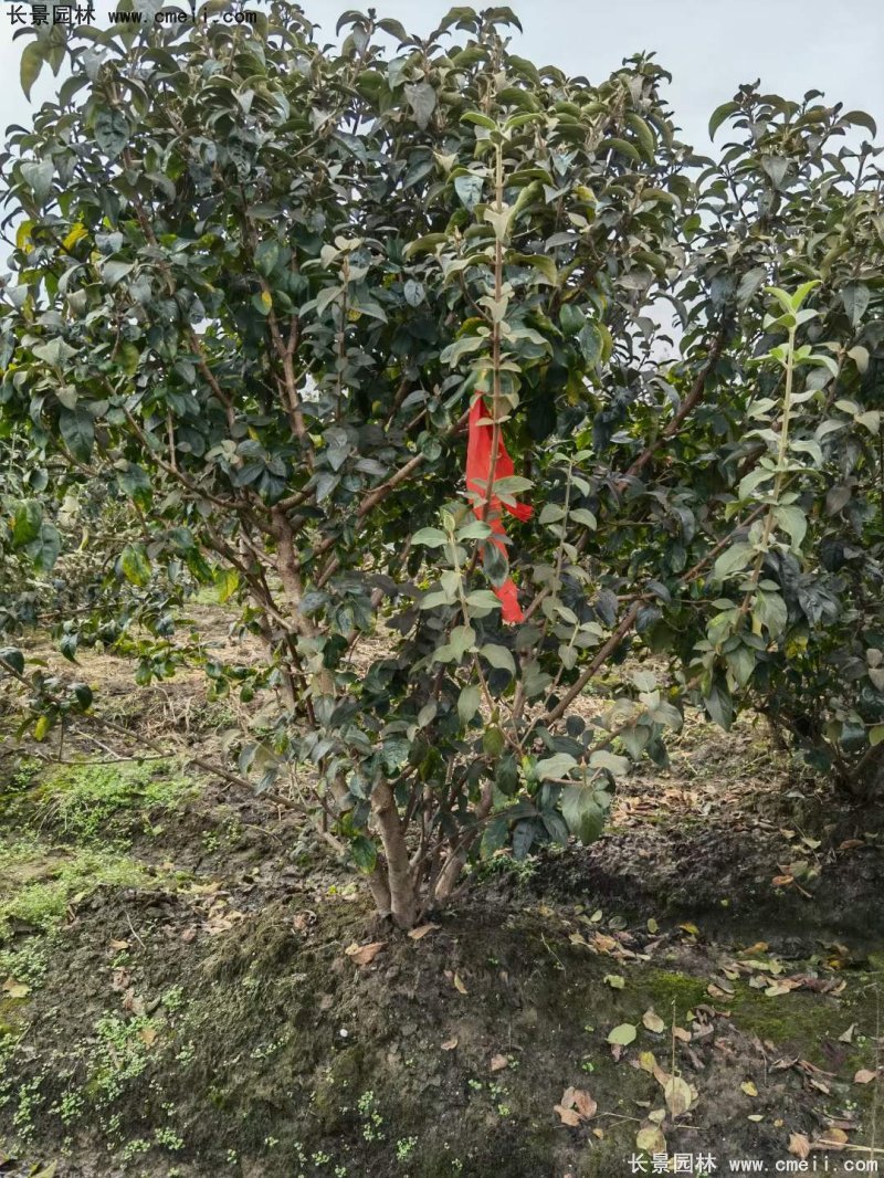 中(zhōng)華木(mù)繡球基地實拍圖片