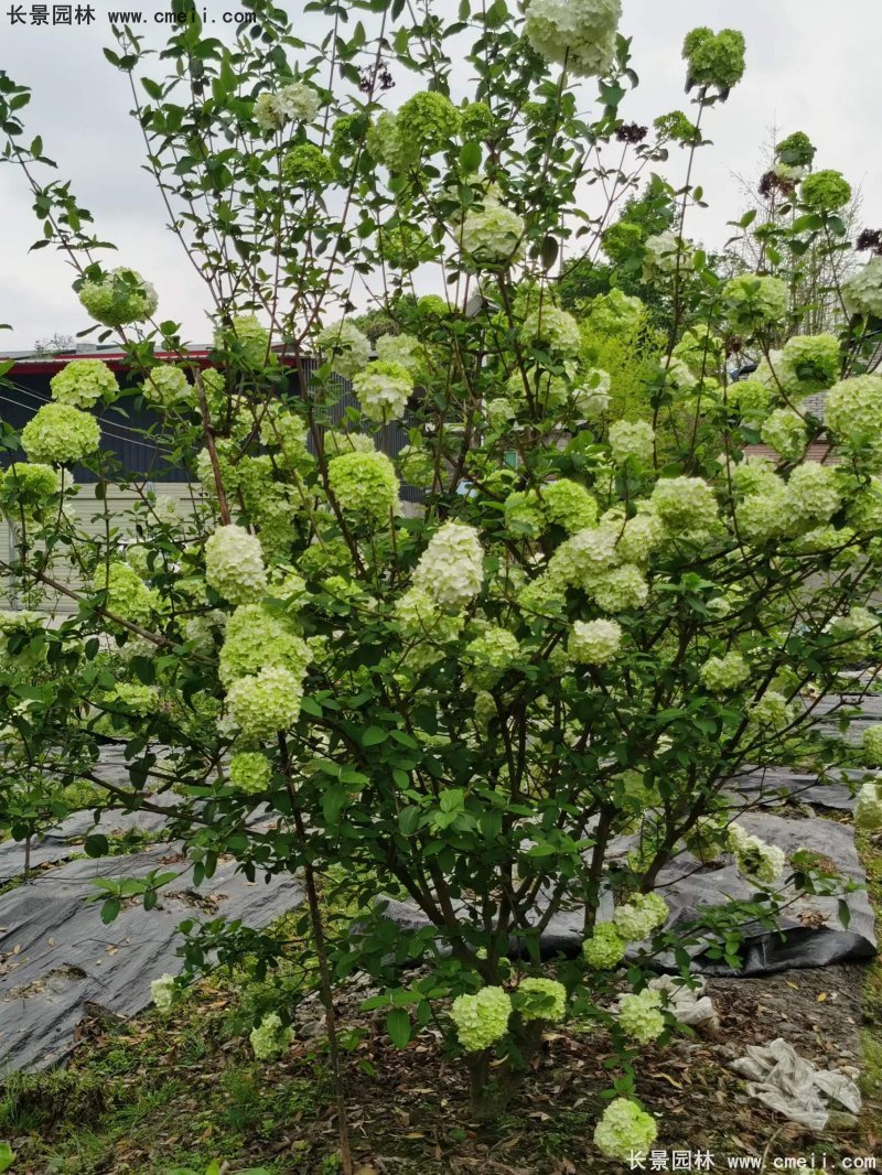 中(zhōng)華木(mù)繡球基地實拍圖片