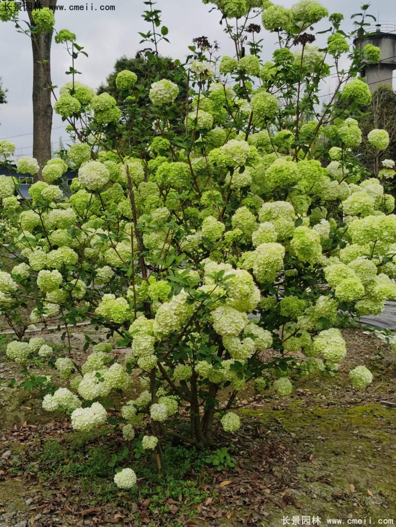 中(zhōng)華木(mù)繡球基地實拍圖片