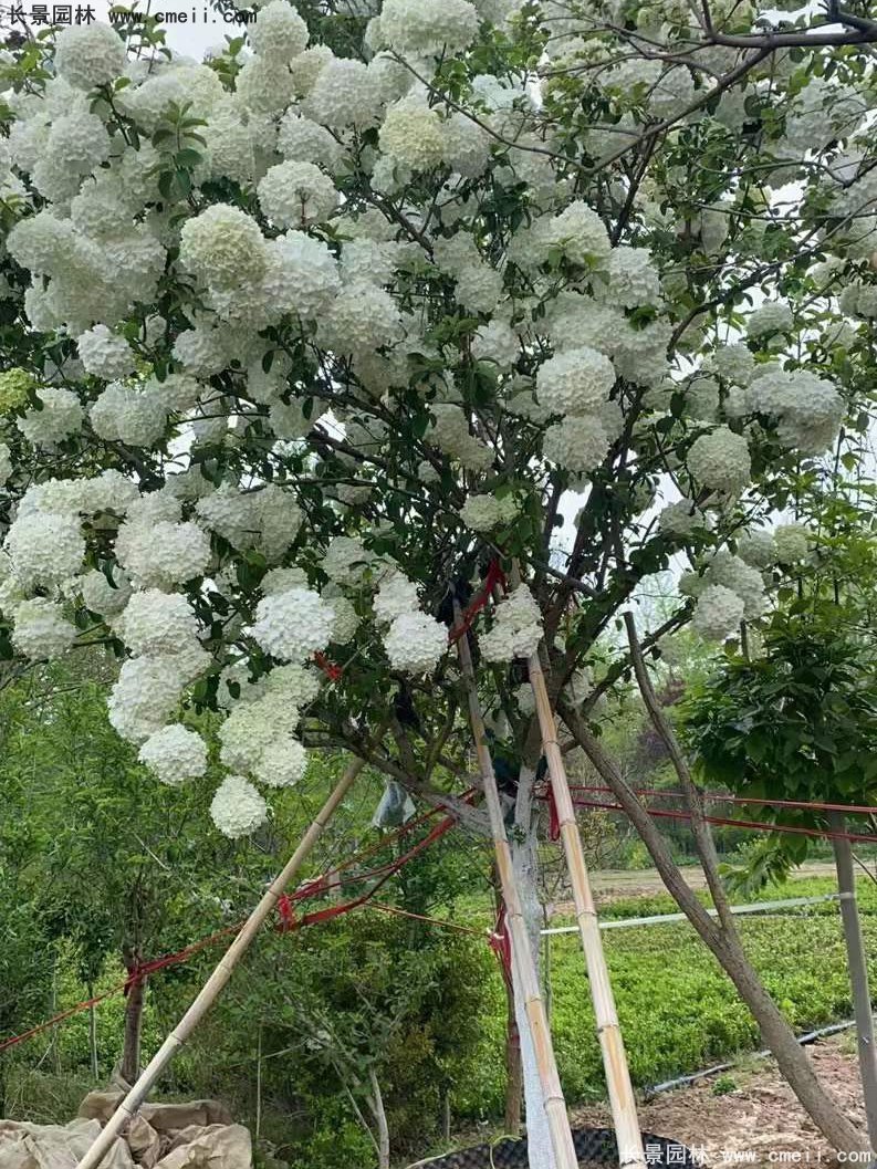 中(zhōng)華木(mù)繡球基地實拍圖片