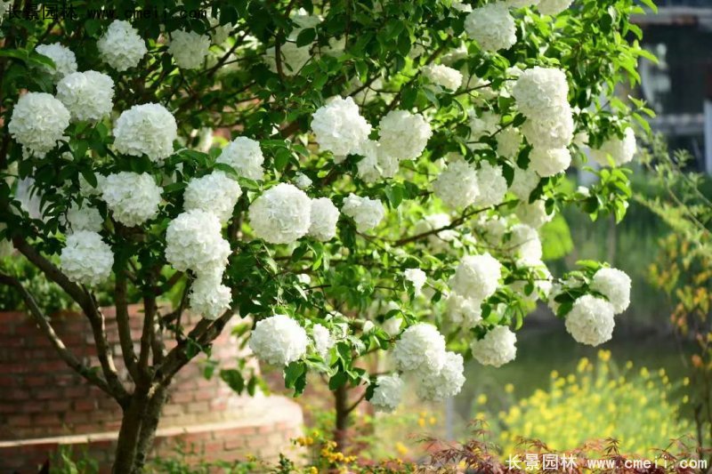 中(zhōng)華木(mù)繡球基地實拍圖片