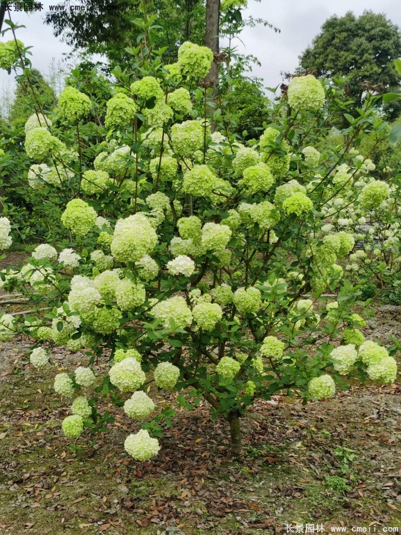 中(zhōng)華木(mù)繡球基地實拍圖片