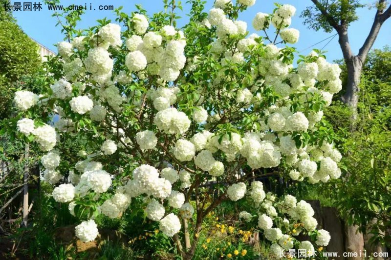 中(zhōng)華木(mù)繡球基地實拍圖片