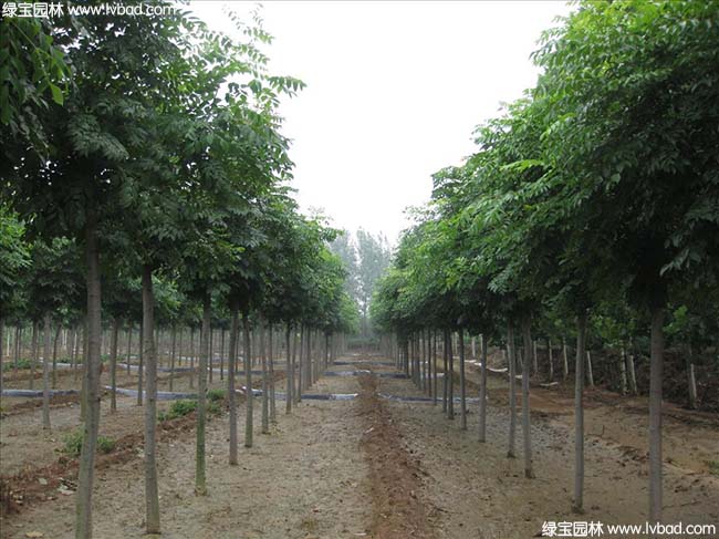 江蘇沭陽黃山(shān)栾樹種植基地