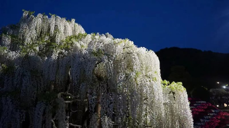 安(ān)了寺紫藤日系日本白色紫藤