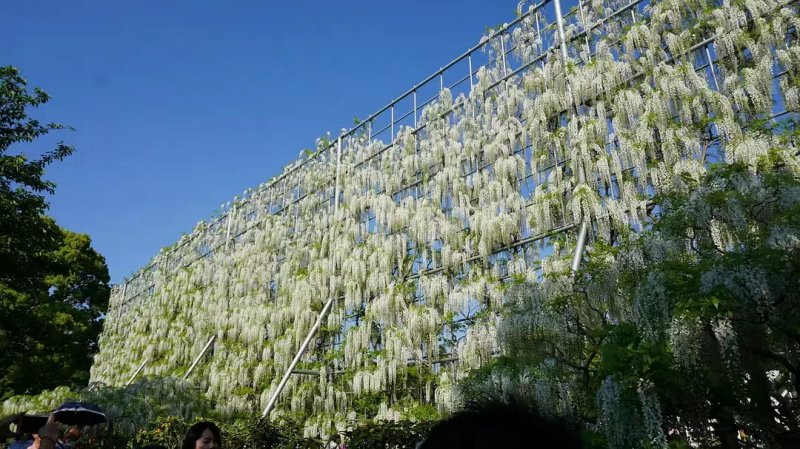 安(ān)了寺紫藤日系日本白色紫藤