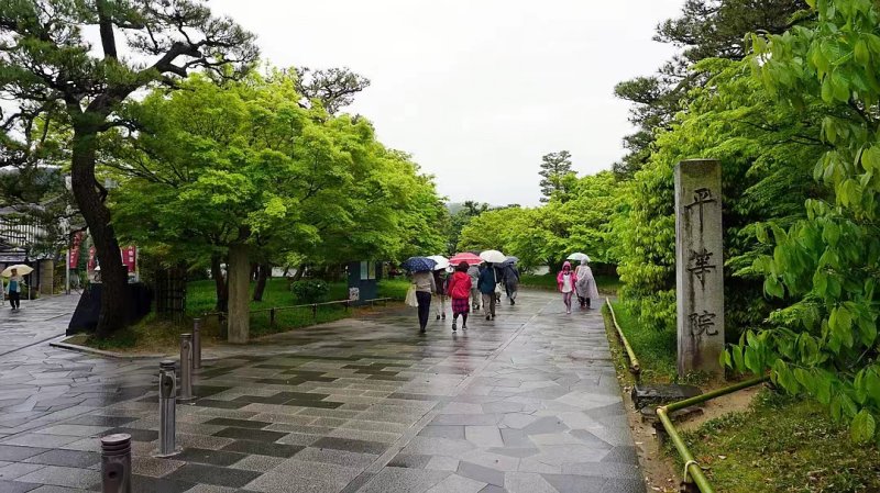 安(ān)了寺紫藤日系日本白色紫藤