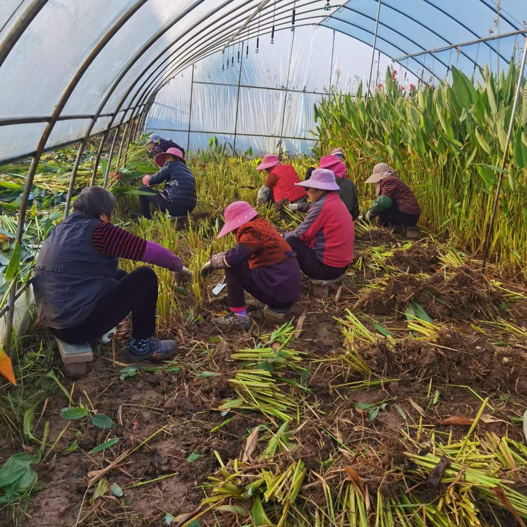 水生植物(wù)再力花(huā)袋苗盆栽容器苗