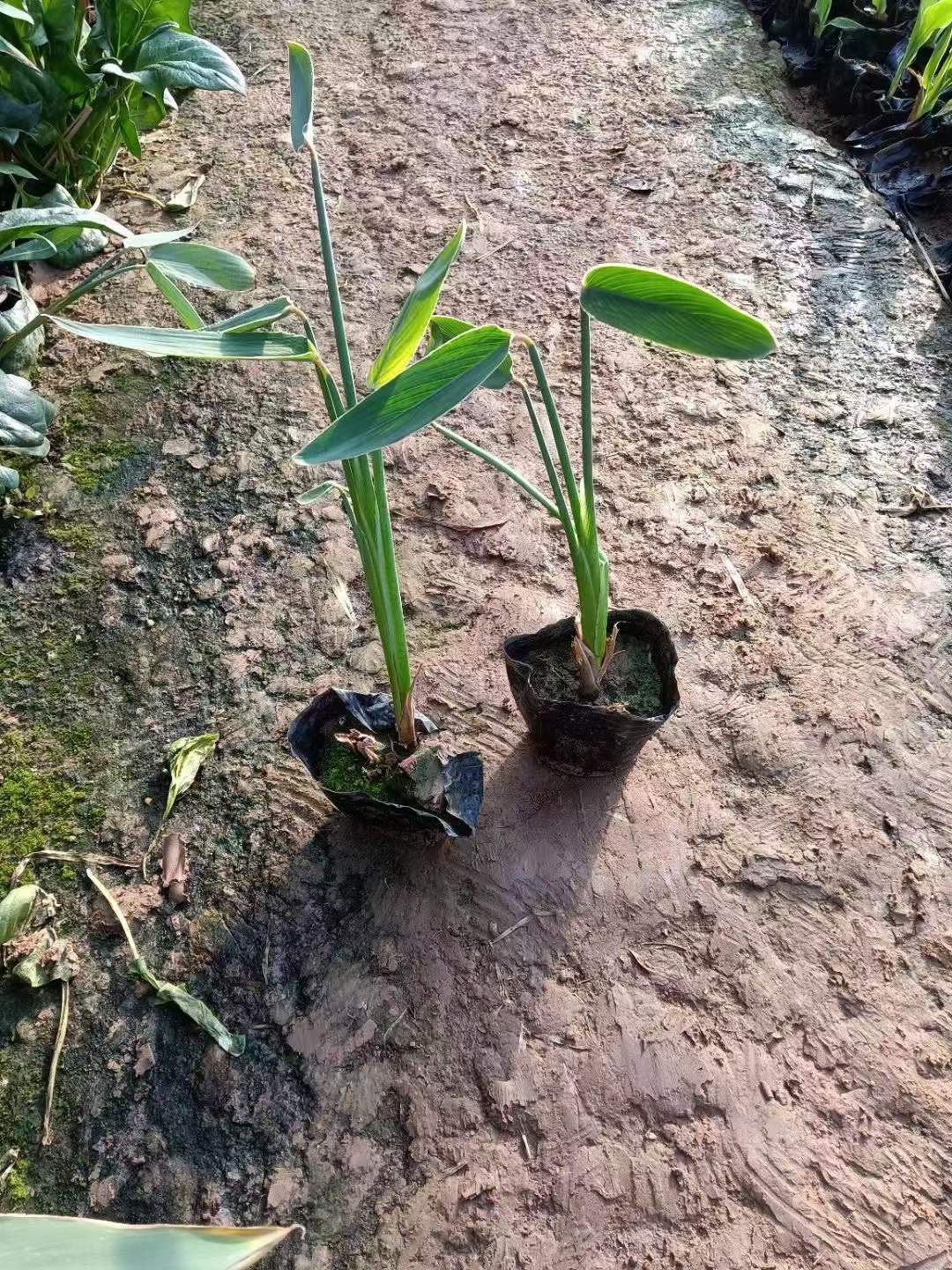 水生植物(wù)再力花(huā)袋苗盆栽容器苗