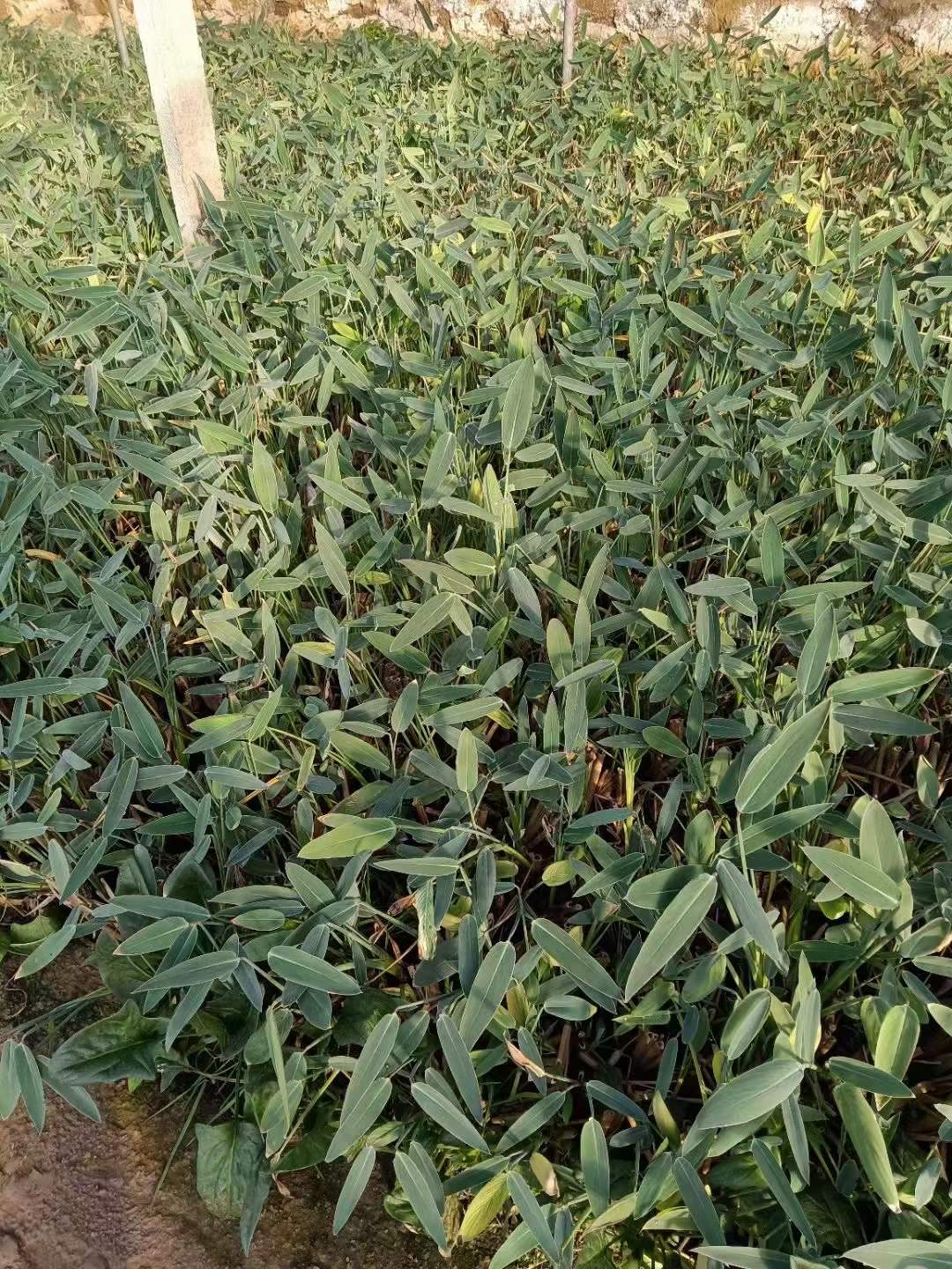 水生植物(wù)再力花(huā)袋苗盆栽容器苗