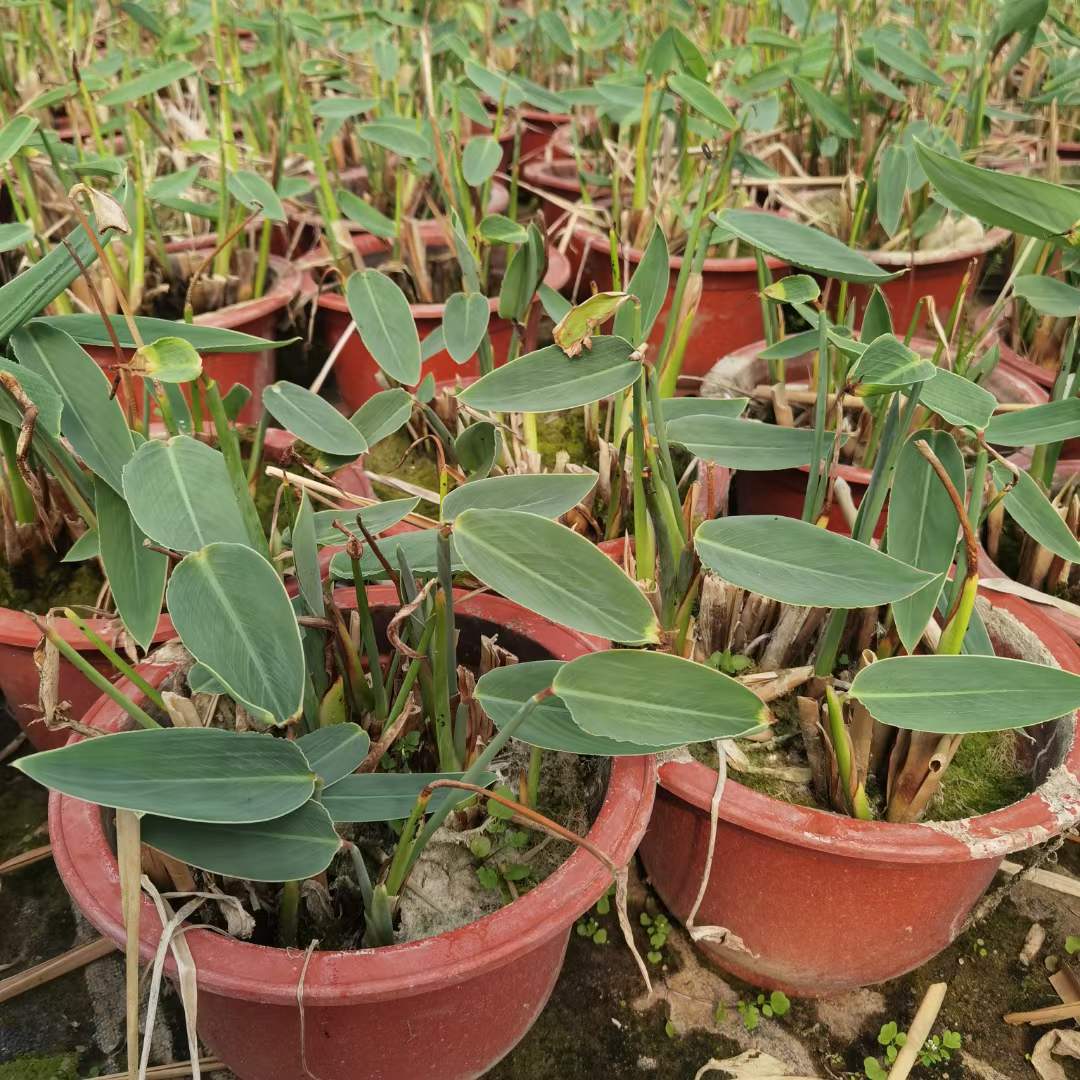 水生植物(wù)再力花(huā)袋苗盆栽容器苗