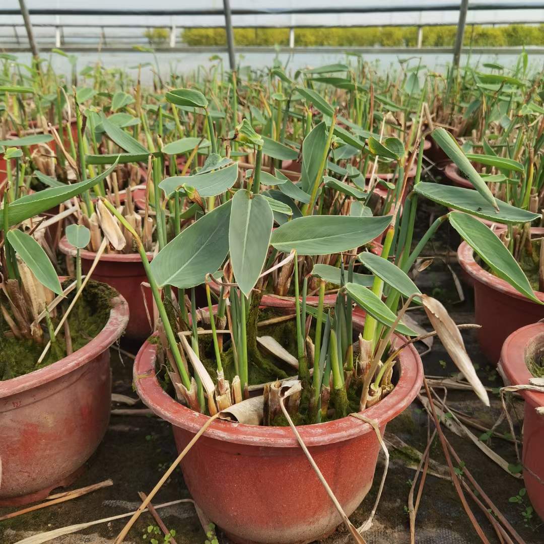 水生植物(wù)再力花(huā)袋苗盆栽容器苗