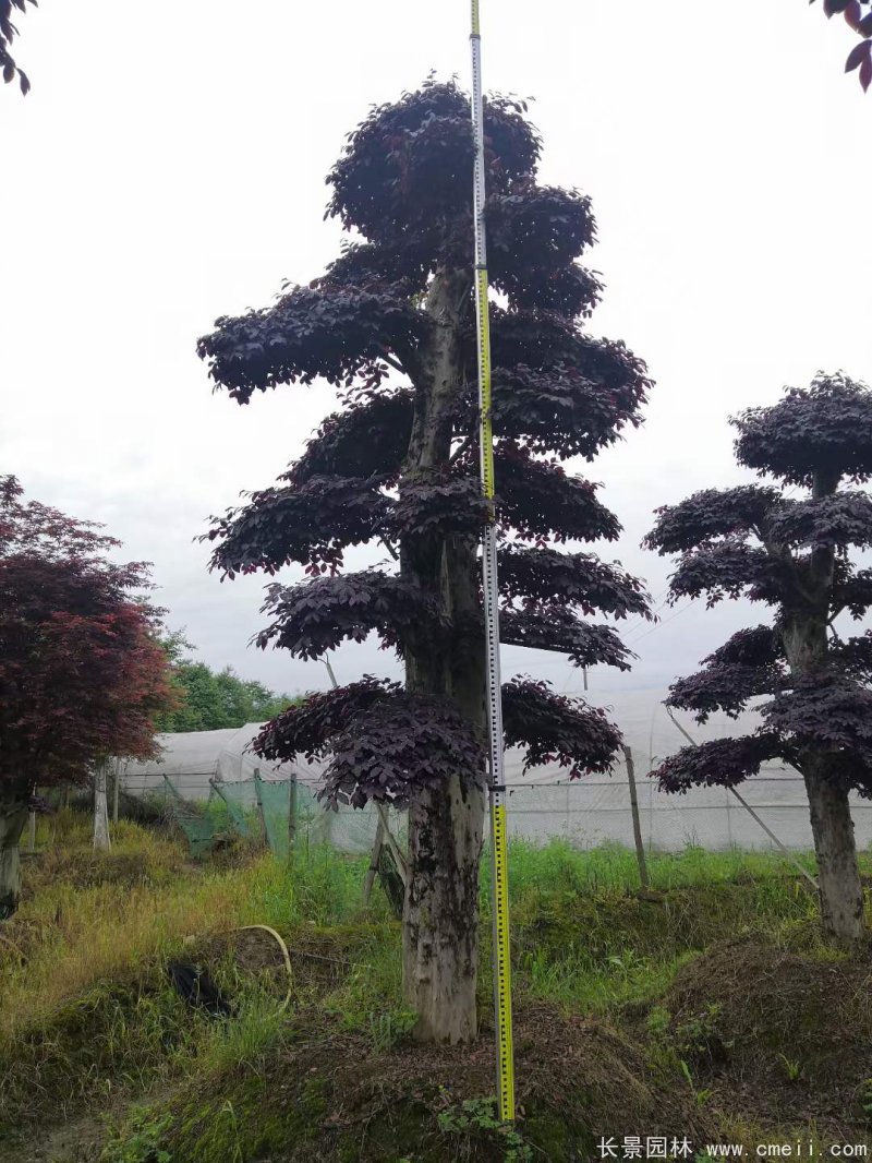 造型紅花(huā)繼木(mù)