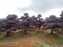 造型紅花(huā)繼木(mù)