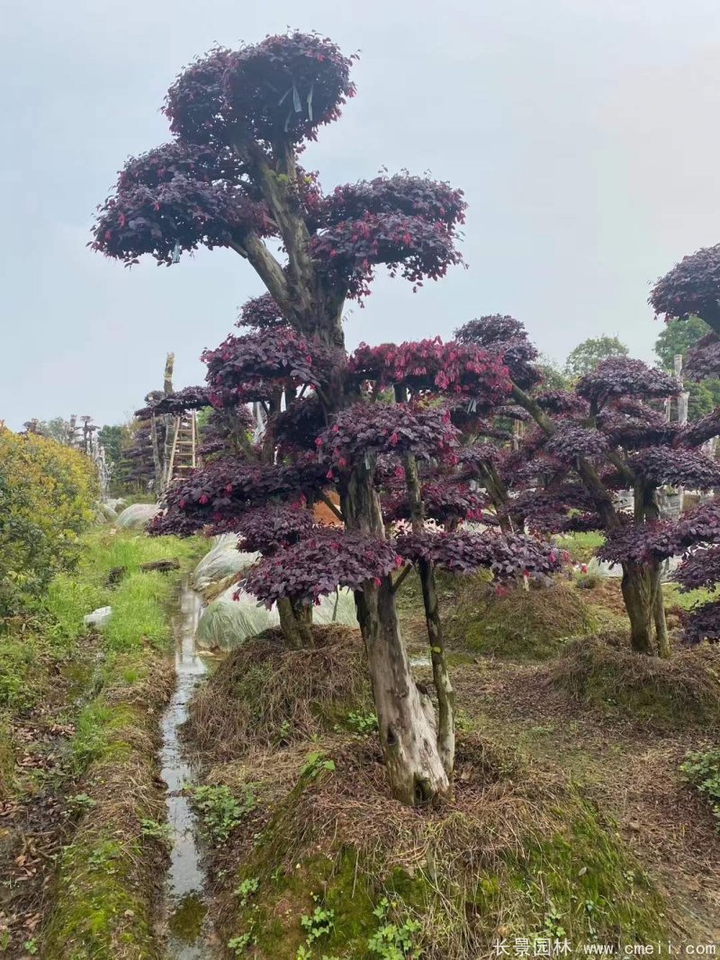 造型紅花(huā)繼木(mù)