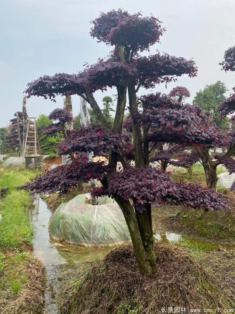 造型紅花(huā)繼木(mù)