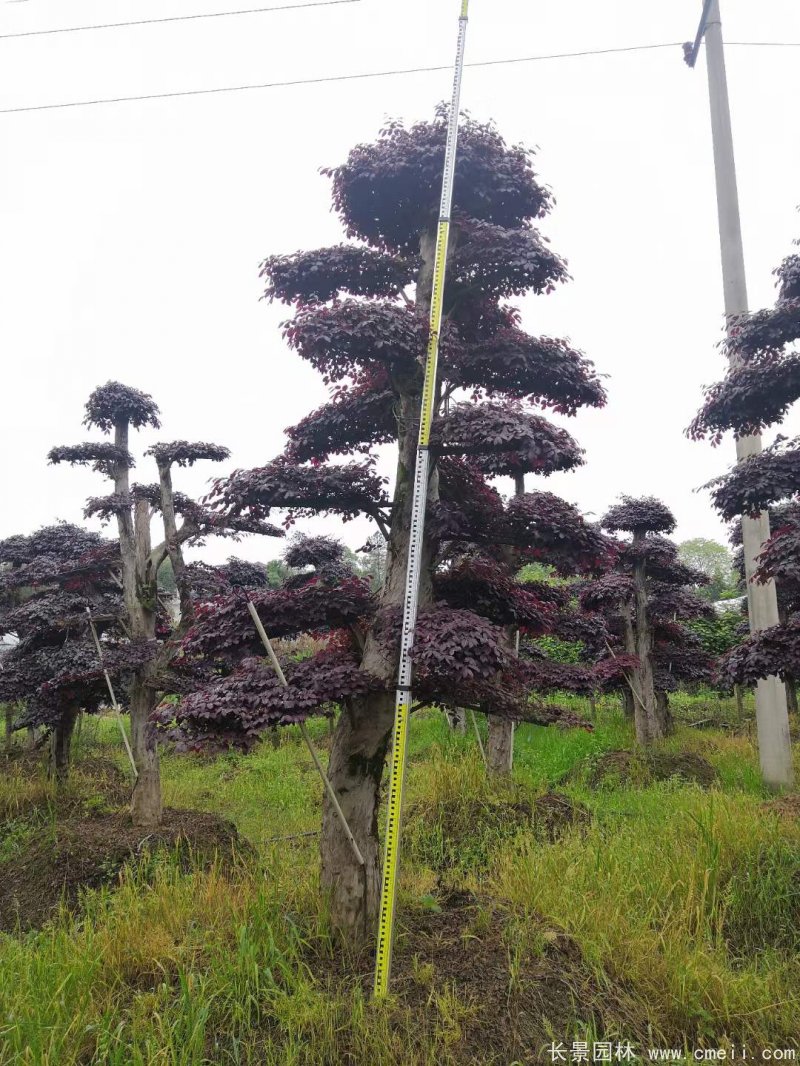 造型紅花(huā)繼木(mù)