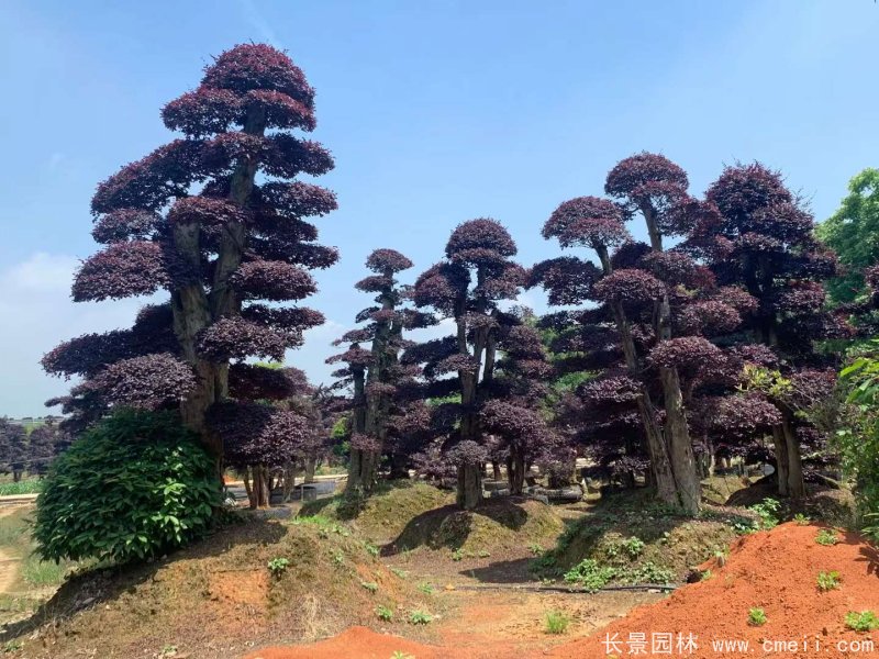 造型紅花(huā)繼木(mù)