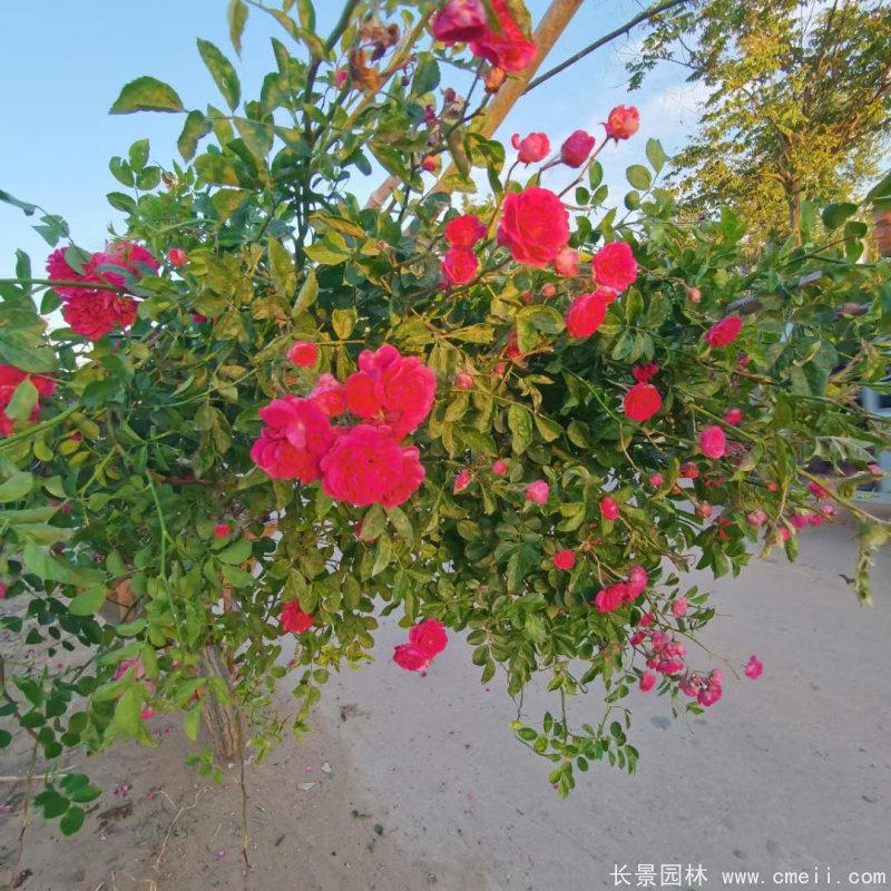 紅花(huā)木(mù)香苗