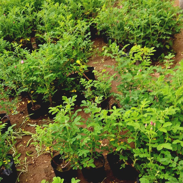 食用(yòng)玫瑰種植基地