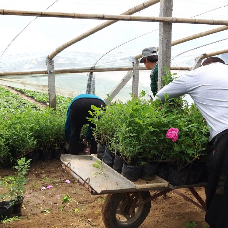 食用(yòng)玫瑰種植基地