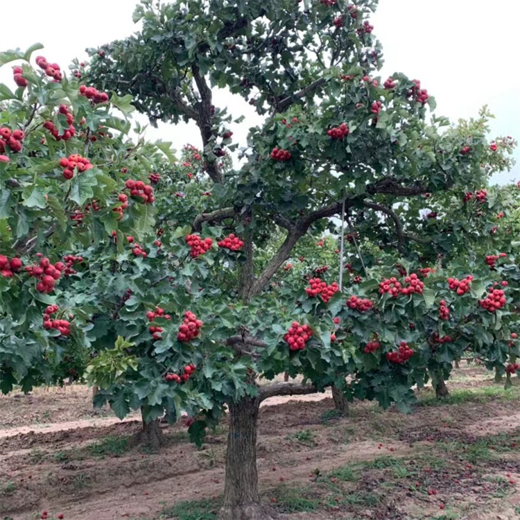 山(shān)楂樹秋天紅果結果的樣子