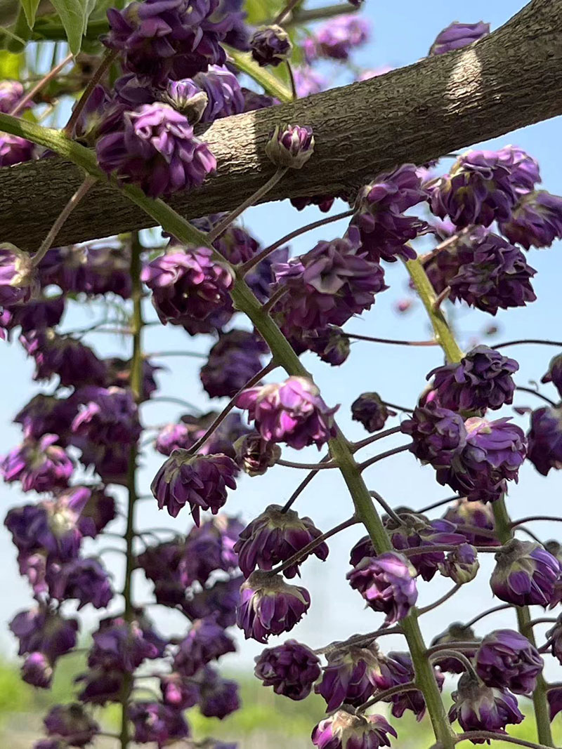 八重黑龍重瓣紫藤花(huā)紫藤樹