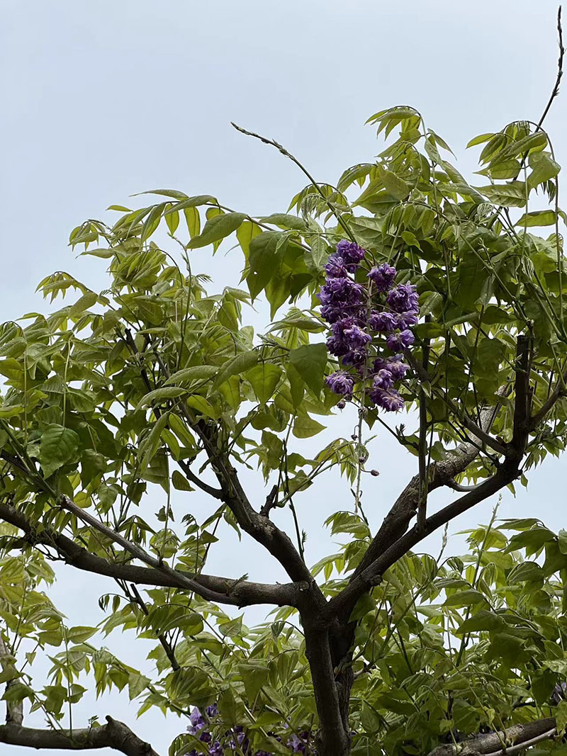 八重黑龍重瓣紫藤花(huā)紫藤樹