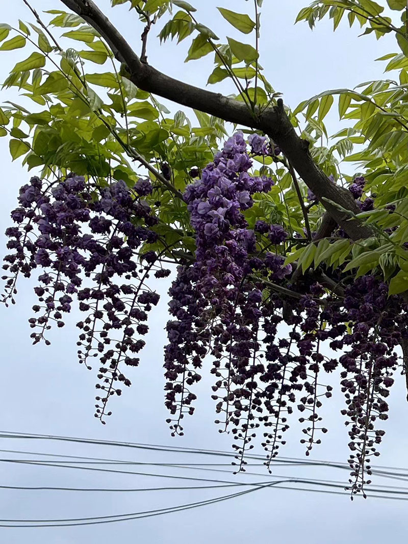 八重黑龍重瓣紫藤花(huā)紫藤樹