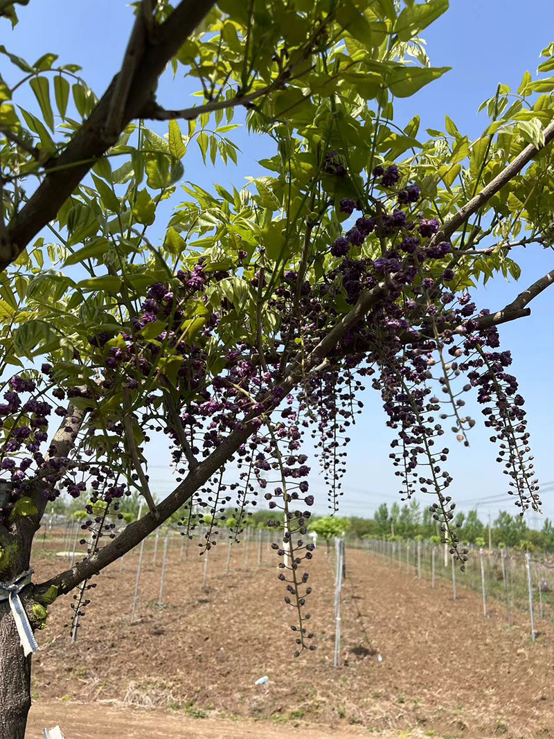 八重黑龍重瓣紫藤花(huā)紫藤樹