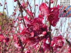 紅梅花(huā)