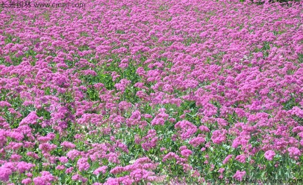 矮雪(xuě)輪種子出苗發芽開花(huā)圖片